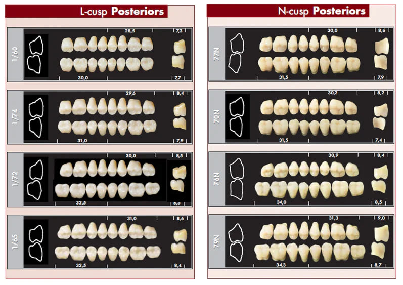 TOOTH CARD SUPERLUX MAJOR UPPER POSTERIOR D2-D4