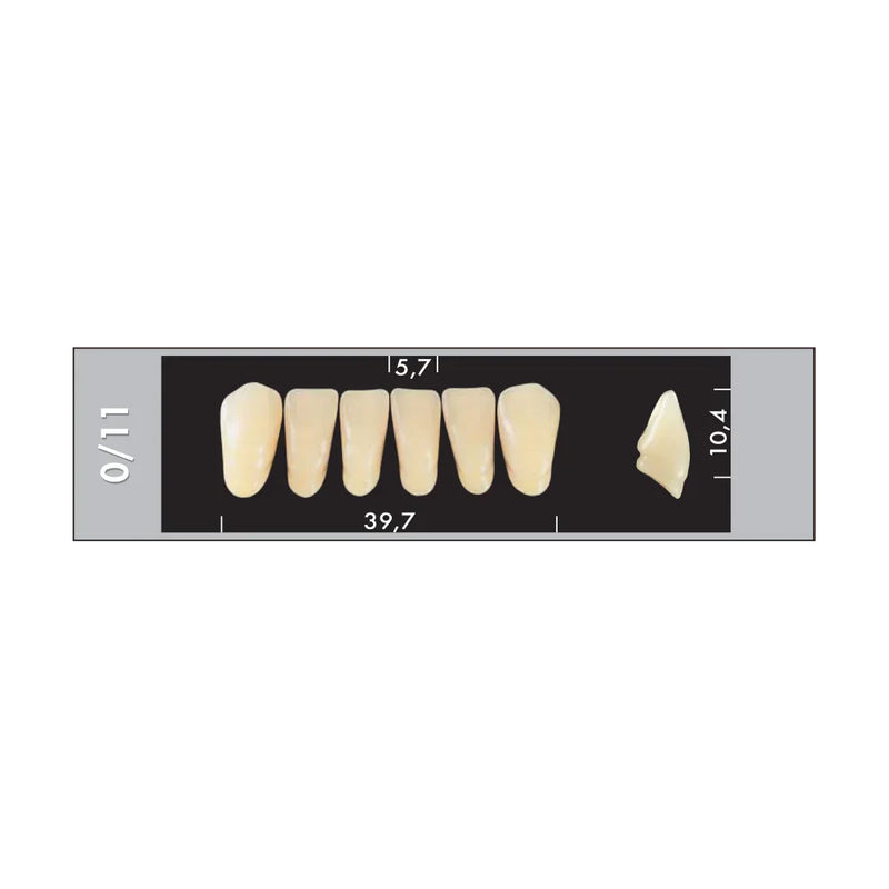 TOOTH CARD SUPERLUX MAJOR LOWER ANTERIOR C1-C4