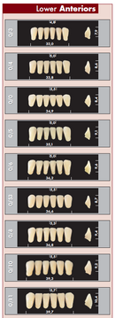 TOOTH CARD SUPERLUX MAJOR LOWER ANTERIOR A1-A4