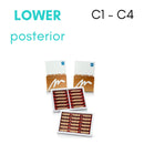 TOOTH CARD SUPERLUX MAJOR LOWER POSTERIOR C1-C4