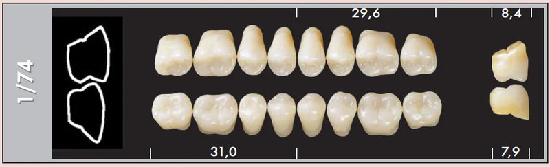TOOTH CARD SUPERLUX MAJOR UPPER POSTERIOR D2-D4