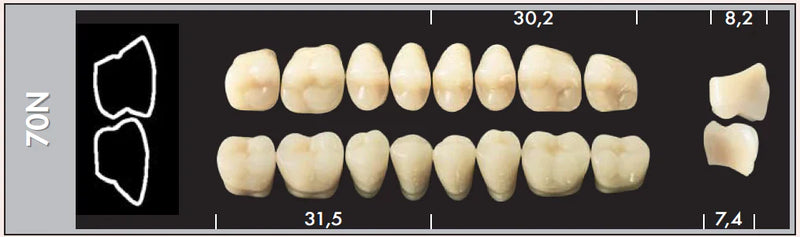 TOOTH CARD SUPERLUX MAJOR LOWER POSTERIOR D2-D4