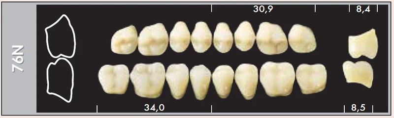 TOOTH CARD SUPERLUX MAJOR LOWER POSTERIOR D2-D4