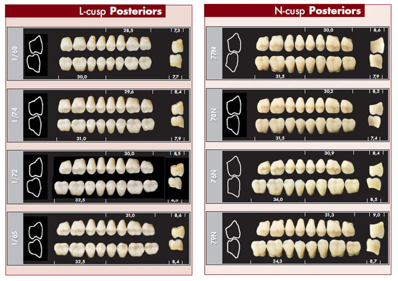 TOOTH CARD SUPERLUX MAJOR LOWER POSTERIOR D2-D4