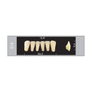 TOOTH CARD SUPERLUX MAJOR LOWER ANTERIOR C1-C4