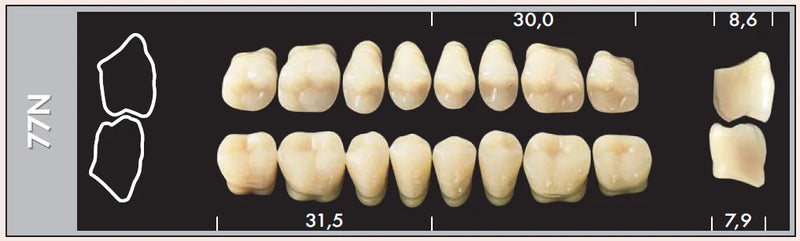 TOOTH CARD SUPERLUX MAJOR LOWER POSTERIOR D2-D4