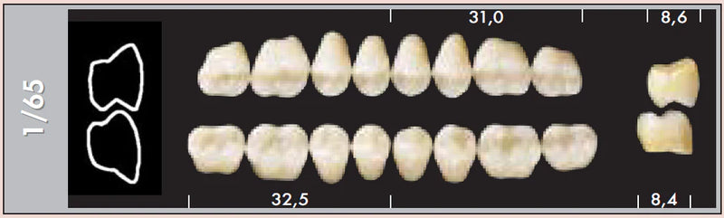 TOOTH CARD SUPERLUX MAJOR LOWER POSTERIOR D2-D4