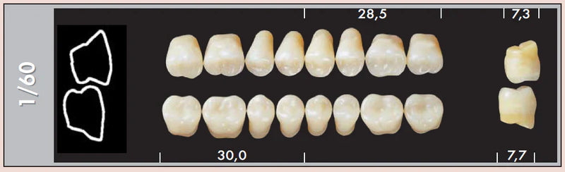 TOOTH CARD SUPERLUX MAJOR UPPER POSTERIOR D2-D4
