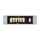 TOOTH CARD SUPERLUX MAJOR LOWER ANTERIOR C1-C4