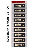 TOOTH CARD SUPERLUX MAJOR LOWER ANTERIOR C1-C4