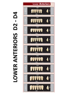 TOOTH CARD SUPERLUX MAJOR LOWER ANTERIOR D2-D4