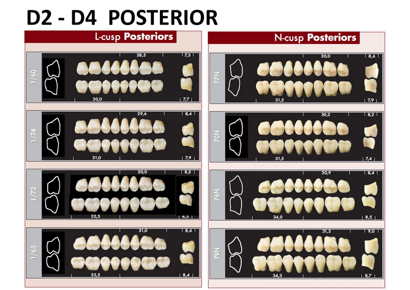 TOOTH CARD SUPERLUX MAJOR LOWER POSTERIOR D2-D4