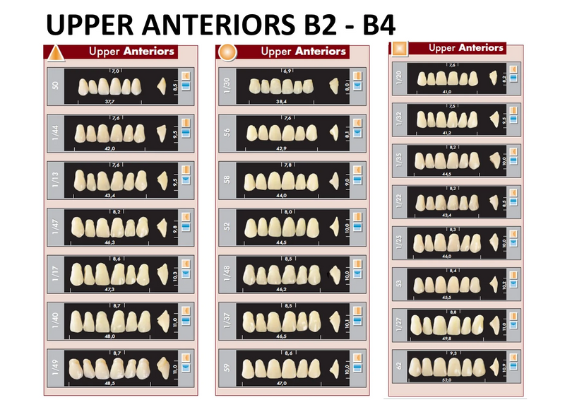 TOOTH CARD SUPERLUX MAJOR UPPER ANTERIOR B2-B4